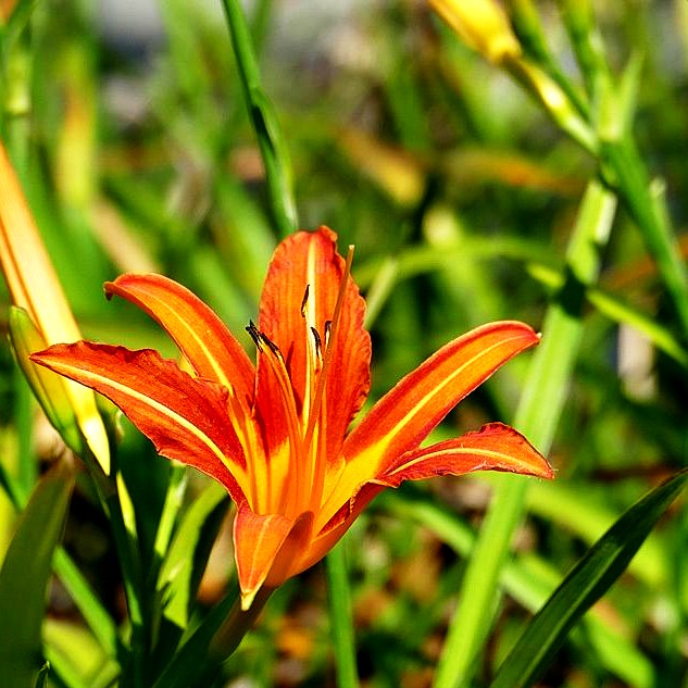 Bahnwärter-Taglilie (Hemerocallis fulva)