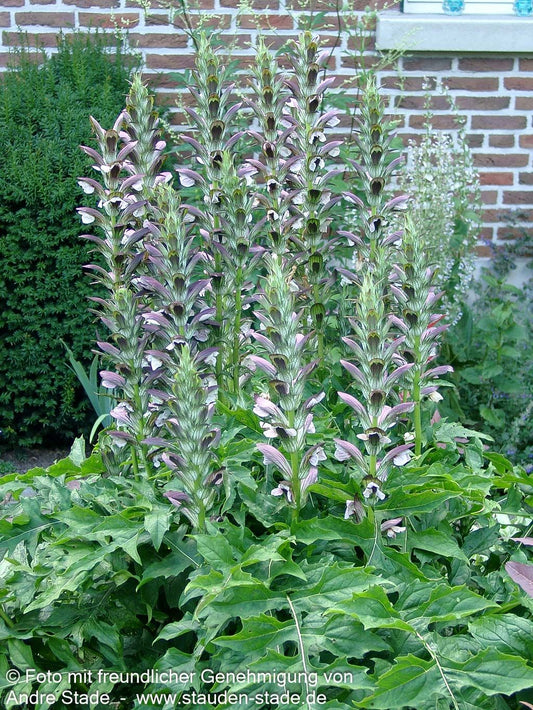 Balkan-Bärenklaue (Acanthus hungaricus)