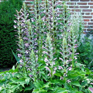 Balkan-Bärenklaue (Acanthus hungaricus)