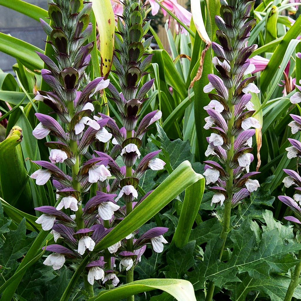 Balkan-Bärenklaue (Acanthus hungaricus)