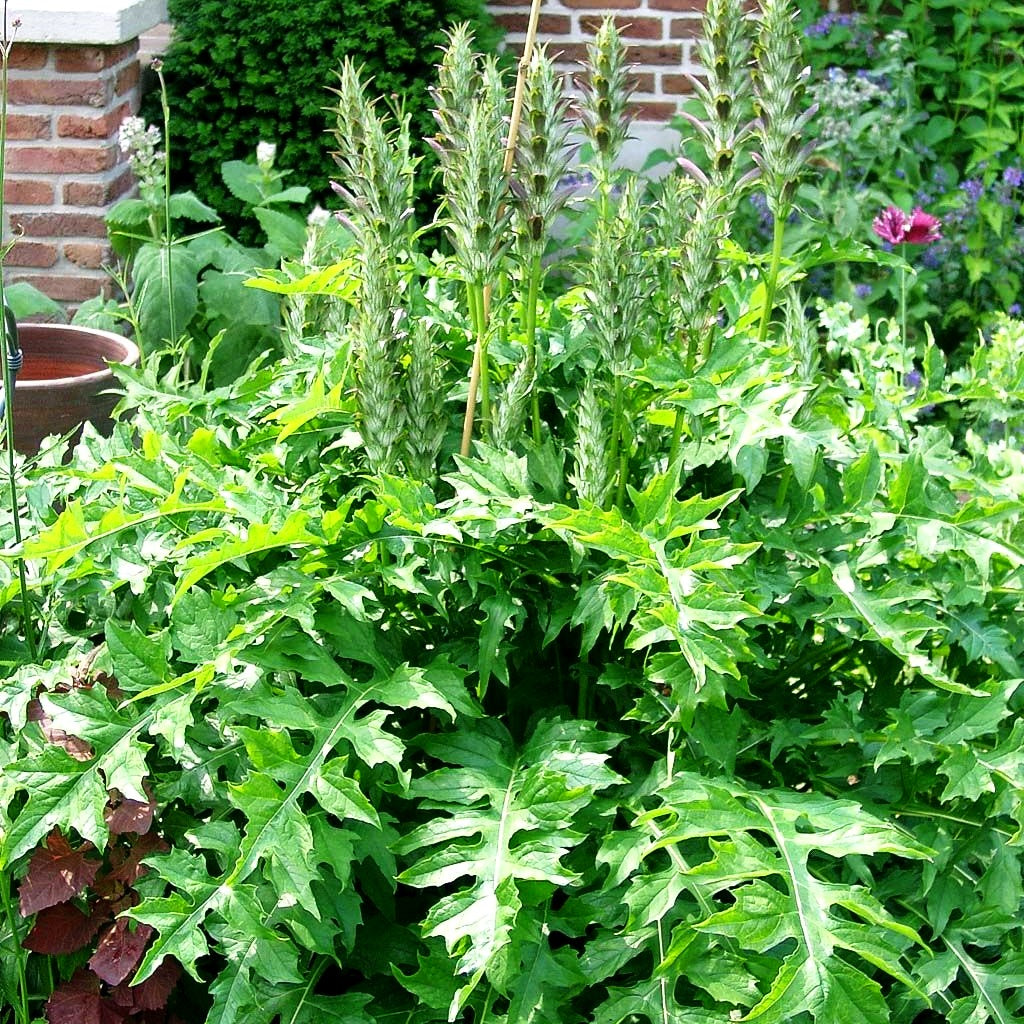 Balkan-Bärenklaue (Acanthus hungaricus)