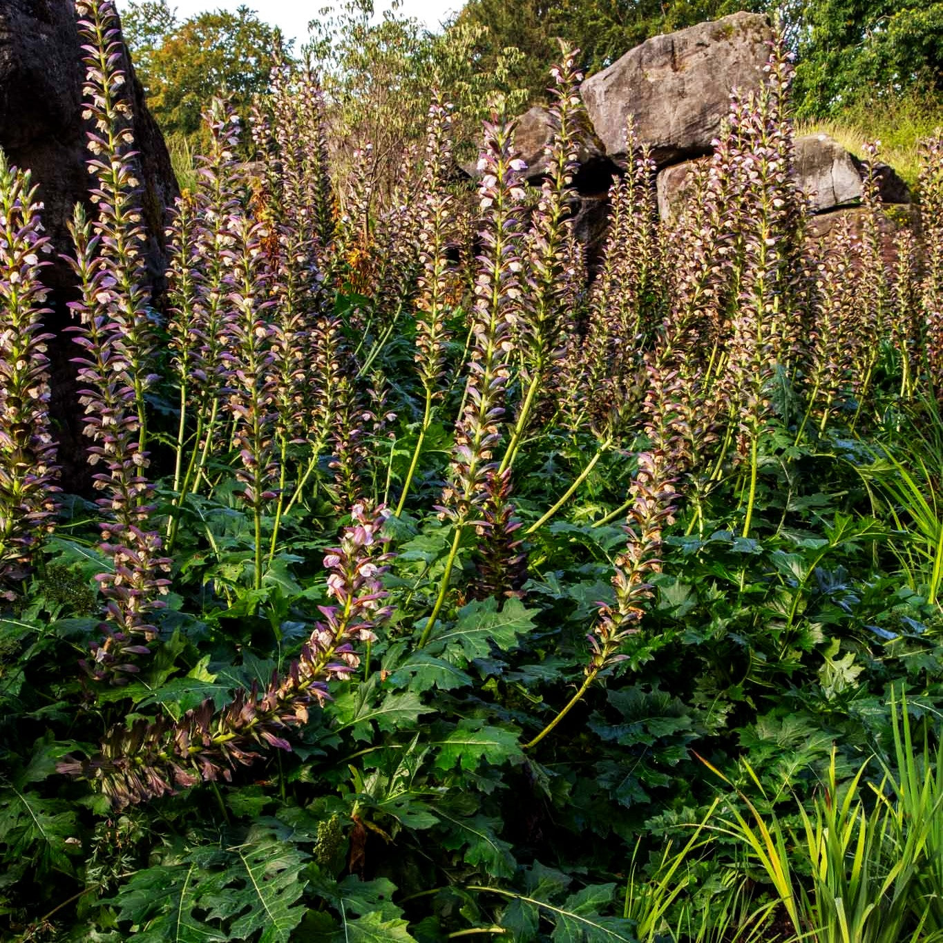 Balkan-Bärenklaue (Acanthus hungaricus)