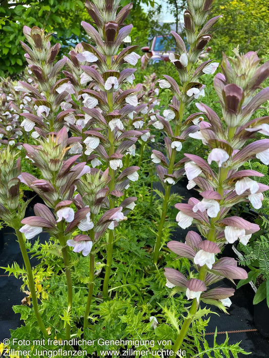 Balkan-Bärenklaue 'White Lips' (Acanthus hungaricus)