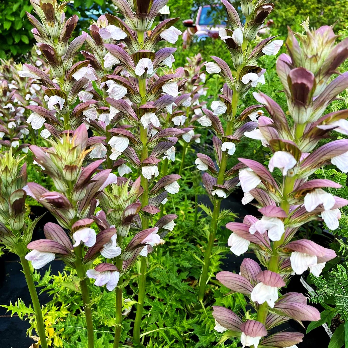 Balkan-Bärenklaue 'White Lips' (Acanthus hungaricus)