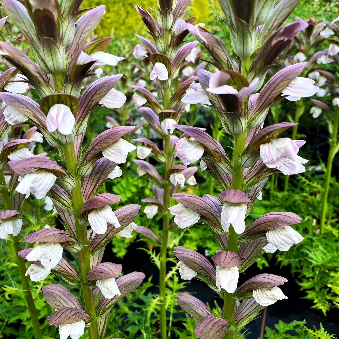 Balkan-Bärenklaue 'White Lips' (Acanthus hungaricus)