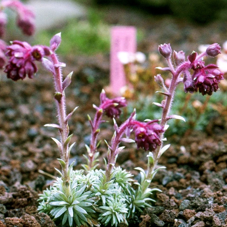 Balkan-Frühlings-Steinbrech 'Stenophylla' (Saxifraga sempervivum)