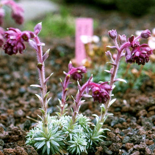 Balkan-Frühlings-Steinbrech 'Stenophylla' (Saxifraga sempervivum)