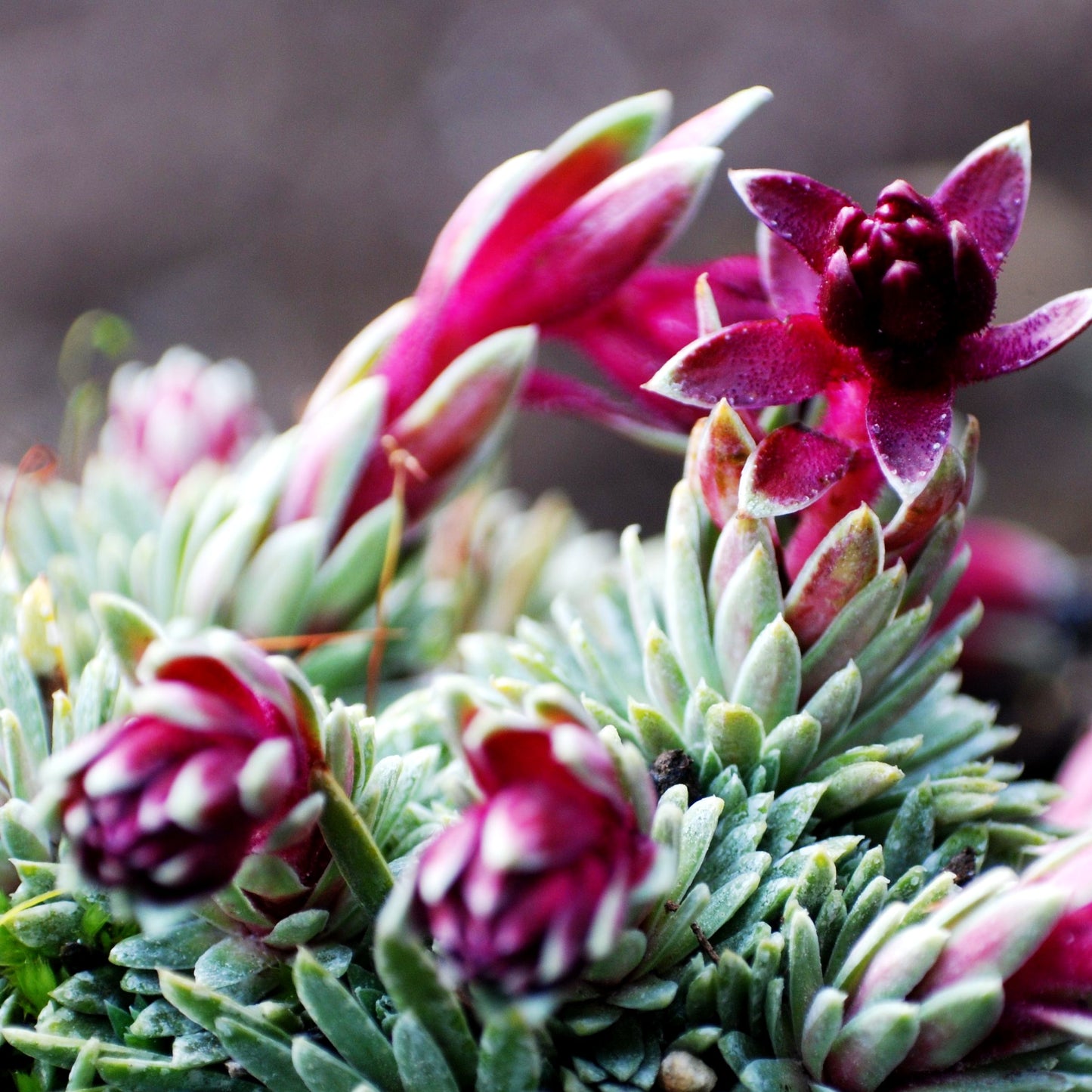Balkan-Frühlings-Steinbrech 'Stenophylla' (Saxifraga sempervivum)