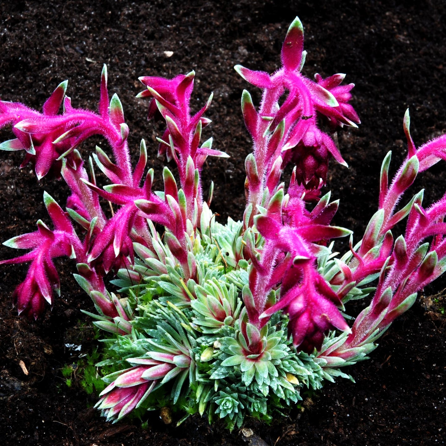 Balkan-Frühlings-Steinbrech 'Stenophylla' (Saxifraga sempervivum)