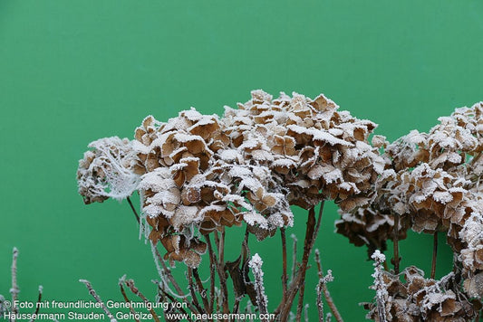 Ball-Hortensie 'Alpenglühen' (Hydrangea macrophylla)