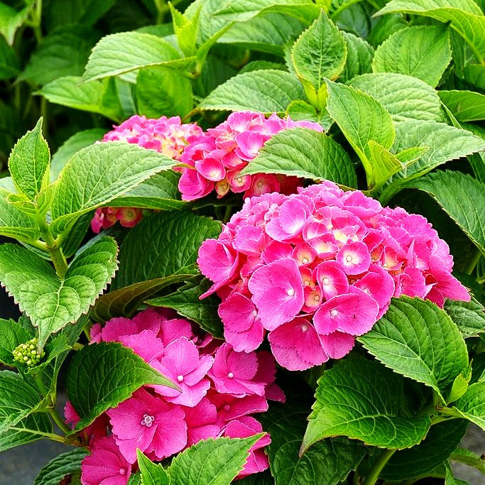 Ball-Hortensie 'Alpenglühen' (Hydrangea macrophylla)