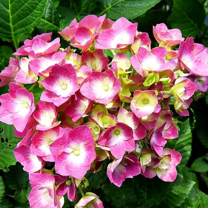Ball-Hortensie 'Alpenglühen' (Hydrangea macrophylla)