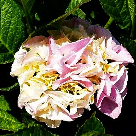 Ball-Hortensie 'Bela' (Hydrangea macrophylla, rosa)