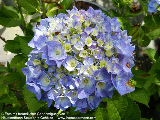 Ball-Hortensie 'Bela' (Hydrangea macrophylla)