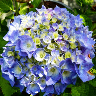 Ball-Hortensie 'Bela' (Hydrangea macrophylla)