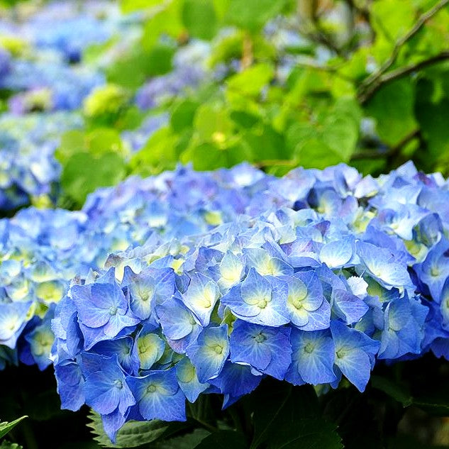 Ball-Hortensie 'Bela' (Hydrangea macrophylla)