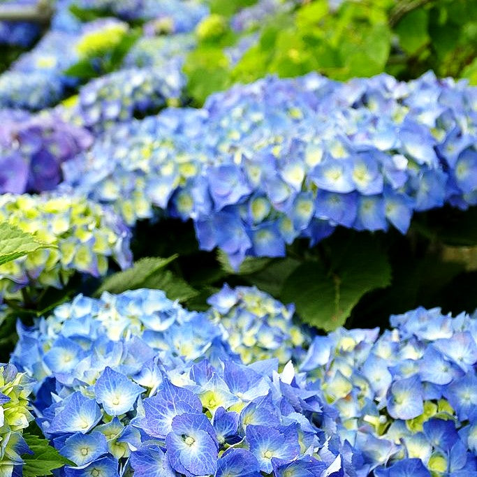 Ball-Hortensie 'Bela' (Hydrangea macrophylla)