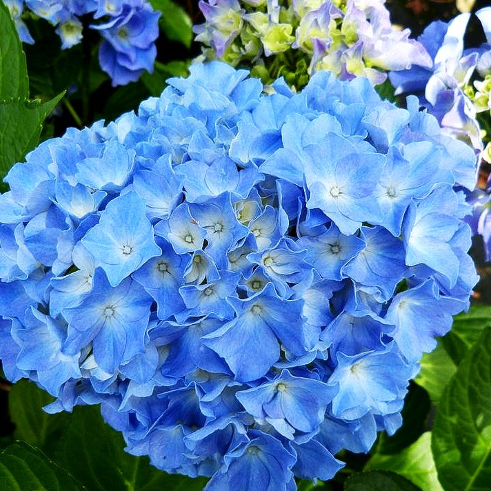 Ball-Hortensie 'Black Steel Blue Ball' (Hydrangea macr.)