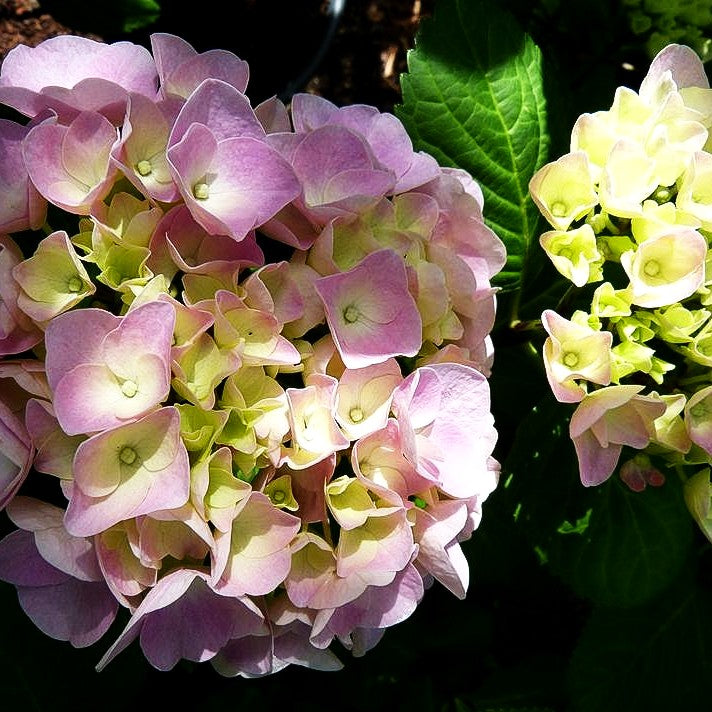 Ball-Hortensie 'Black Steel Pink Ball' (Hydrangea macr.)