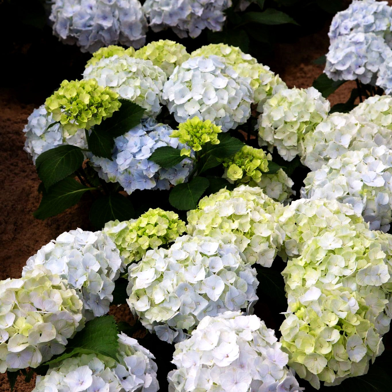 Ball-Hortensie 'Blue Wonder' (Hydrangea macr. Everbloom)