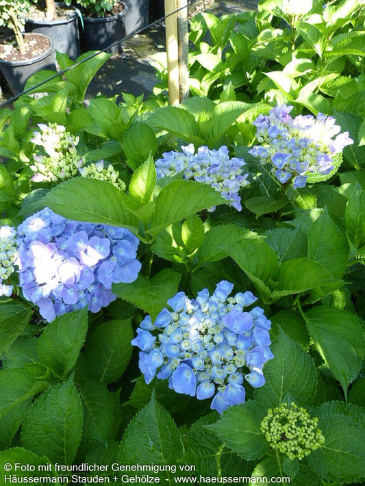 Ball-Hortensie 'Bodensee' (Hydrangea macrophylla)