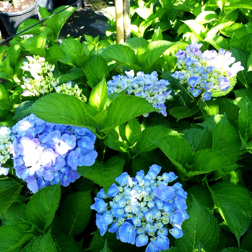 Ball-Hortensie 'Bodensee' (Hydrangea macrophylla)