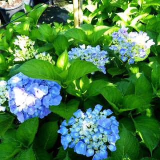 Ball-Hortensie 'Bodensee' (Hydrangea macrophylla)