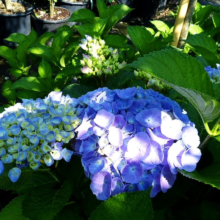 Ball-Hortensie 'Bodensee' (Hydrangea macrophylla)
