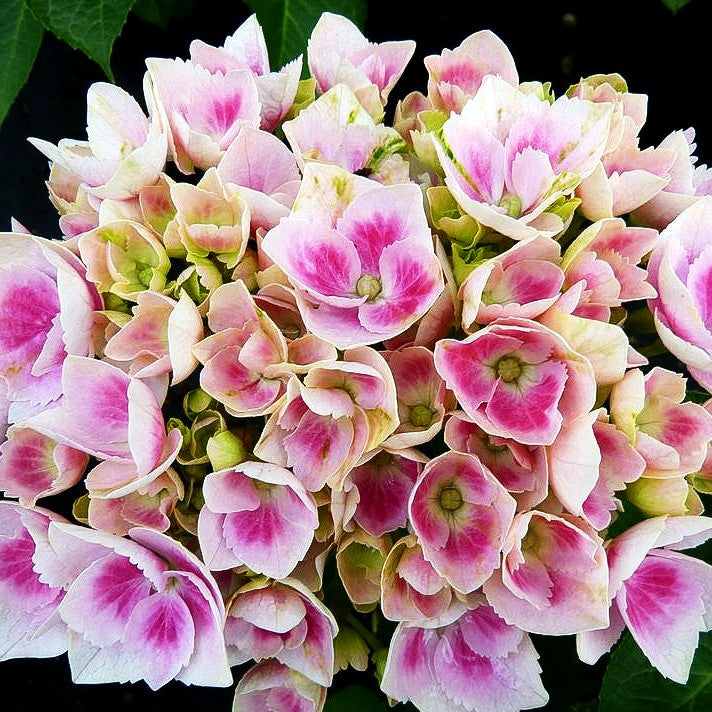 Ball-Hortensie 'Camilla' (Hydrangea macrophylla)