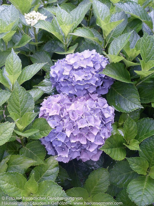 Ball-Hortensie 'Early Blue' (Hydrangea macrophylla)