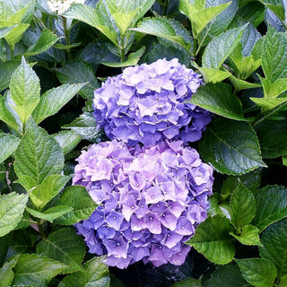 Ball-Hortensie 'Early Blue' (Hydrangea macrophylla)