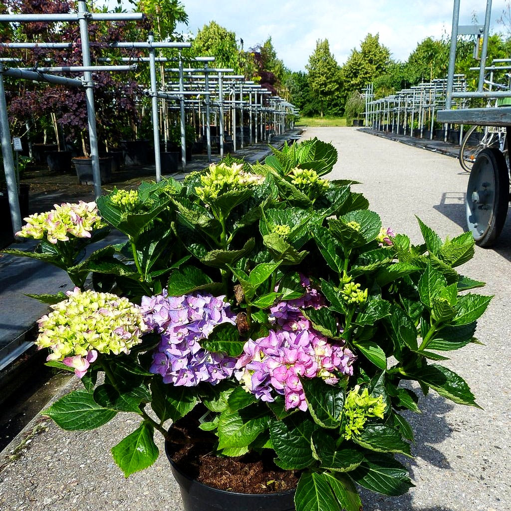 Ball-Hortensie 'Early Blue' (Hydrangea macrophylla)
