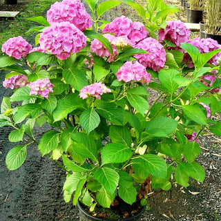 Ball-Hortensie 'Freudenstein' (Hydrangea macrophylla)