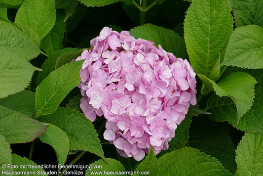 Ball-Hortensie 'Générale Vicomt.de Vibraye' (Hydrangea macr.)