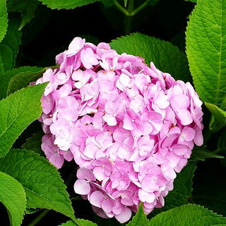 Ball-Hortensie 'Générale Vicomt.de Vibraye' (Hydrangea macr.)