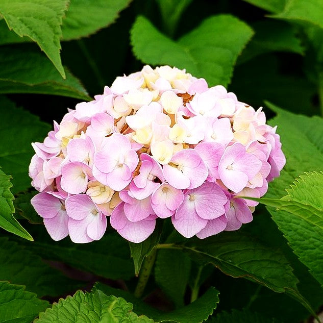 Ball-Hortensie 'Générale Vicomt.de Vibraye' (Hydrangea macr.)
