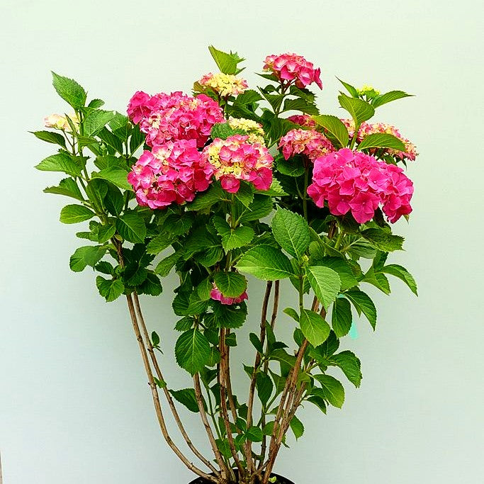 Ball-Hortensie 'Glowing Embers' (Hydrangea macrophylla)