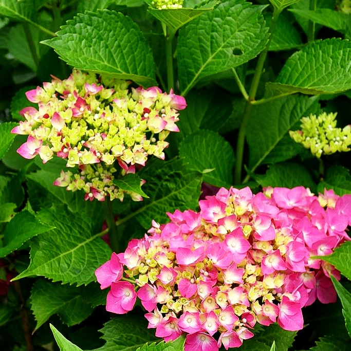 Ball-Hortensie 'Glowing Embers' (Hydrangea macrophylla)