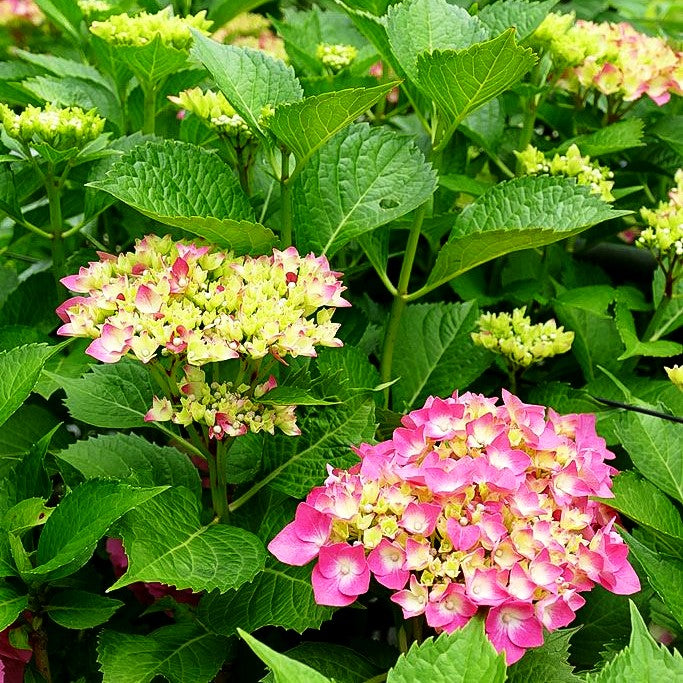 Ball-Hortensie 'Glowing Embers' (Hydrangea macrophylla)