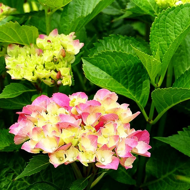 Ball-Hortensie 'Glowing Embers' (Hydrangea macrophylla)