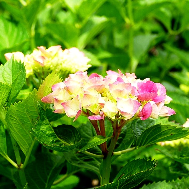 Ball-Hortensie 'Glowing Embers' (Hydrangea macrophylla)
