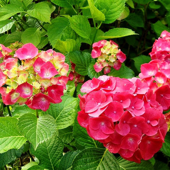 Ball-Hortensie 'Heinrich Seidel' (Hydrangea macrophylla)