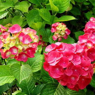 Ball-Hortensie 'Heinrich Seidel' (Hydrangea macrophylla)