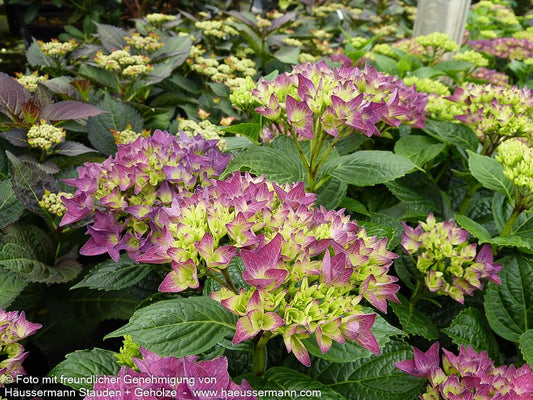 Ball-Hortensie 'Hobergine' (Hydrangea macr.Hovaria)