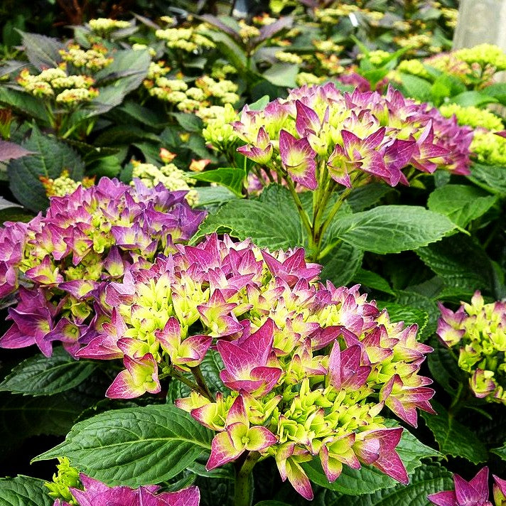 Ball-Hortensie 'Hobergine' (Hydrangea macr.Hovaria)