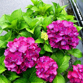 Ball-Hortensie 'Hot Red' (Hydrangea macrophylla)