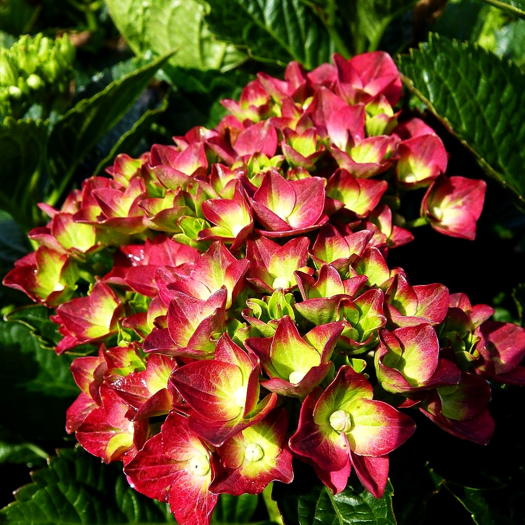 Ball-Hortensie 'Hot Red' (Hydrangea macrophylla)