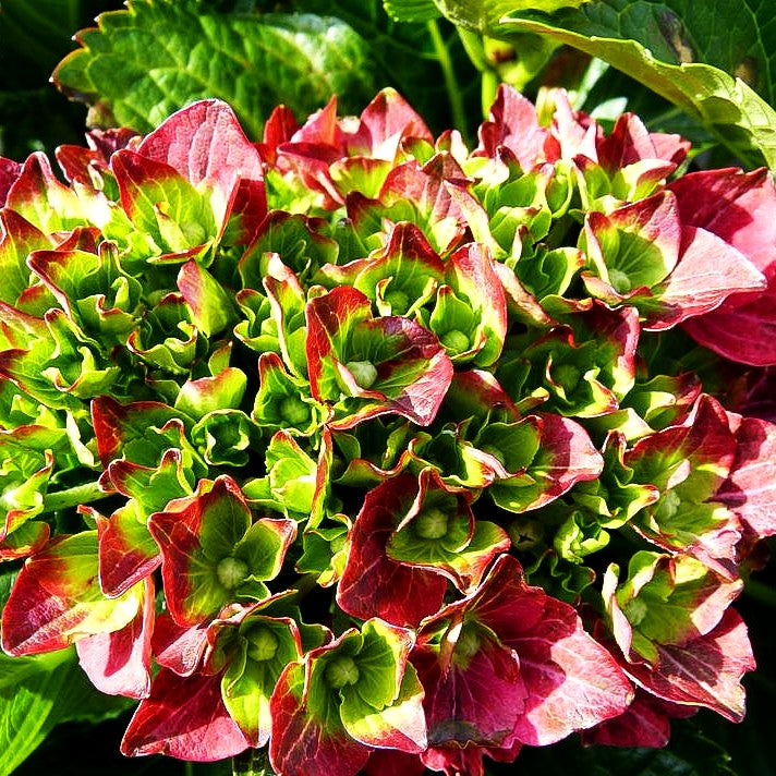 Ball-Hortensie 'Hot Red' (Hydrangea macrophylla)