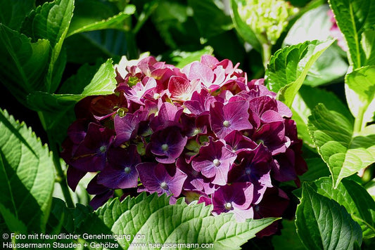 Ball-Hortensie 'Magical Amethyst' (Hydrangea macr.)