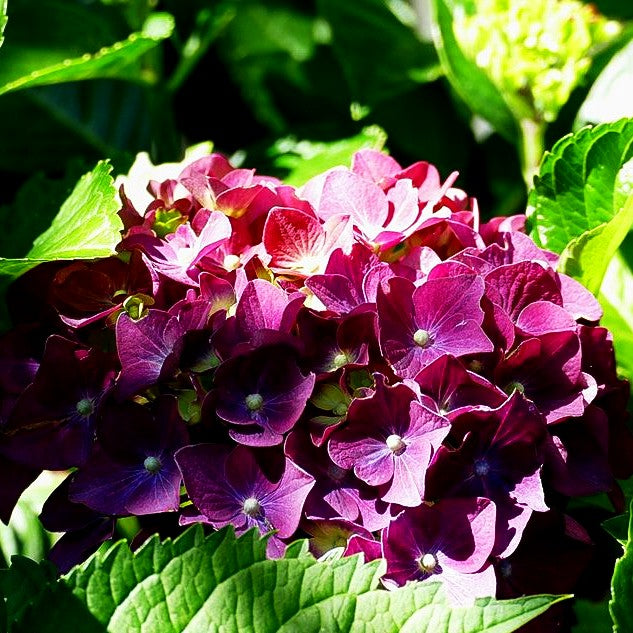 Ball-Hortensie 'Magical Amethyst' (Hydrangea macr.)